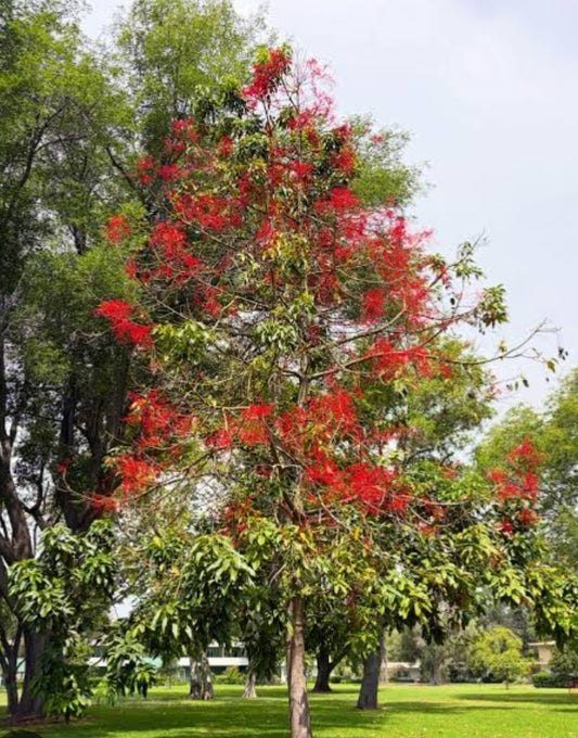 Flame Tree "Brachychiton acerifolius"