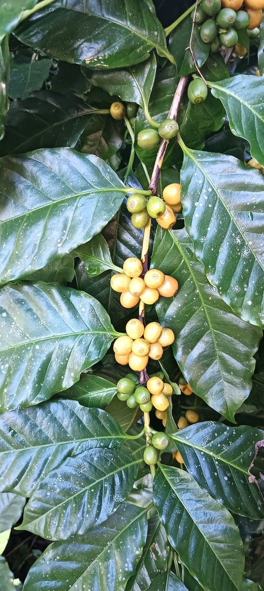 Coffee "Arabica Yellow"