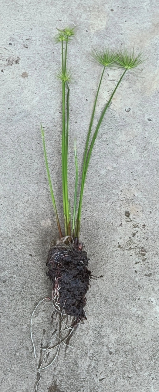Papyrus Dwarf - Cyperus prolifera