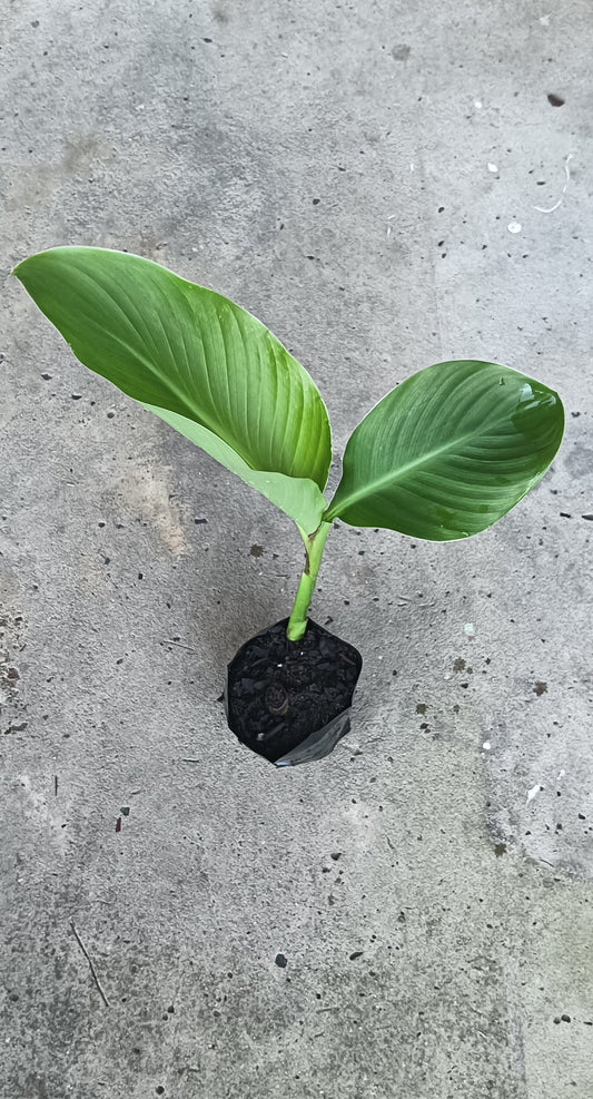 Arrowroot "Canna Edulis"