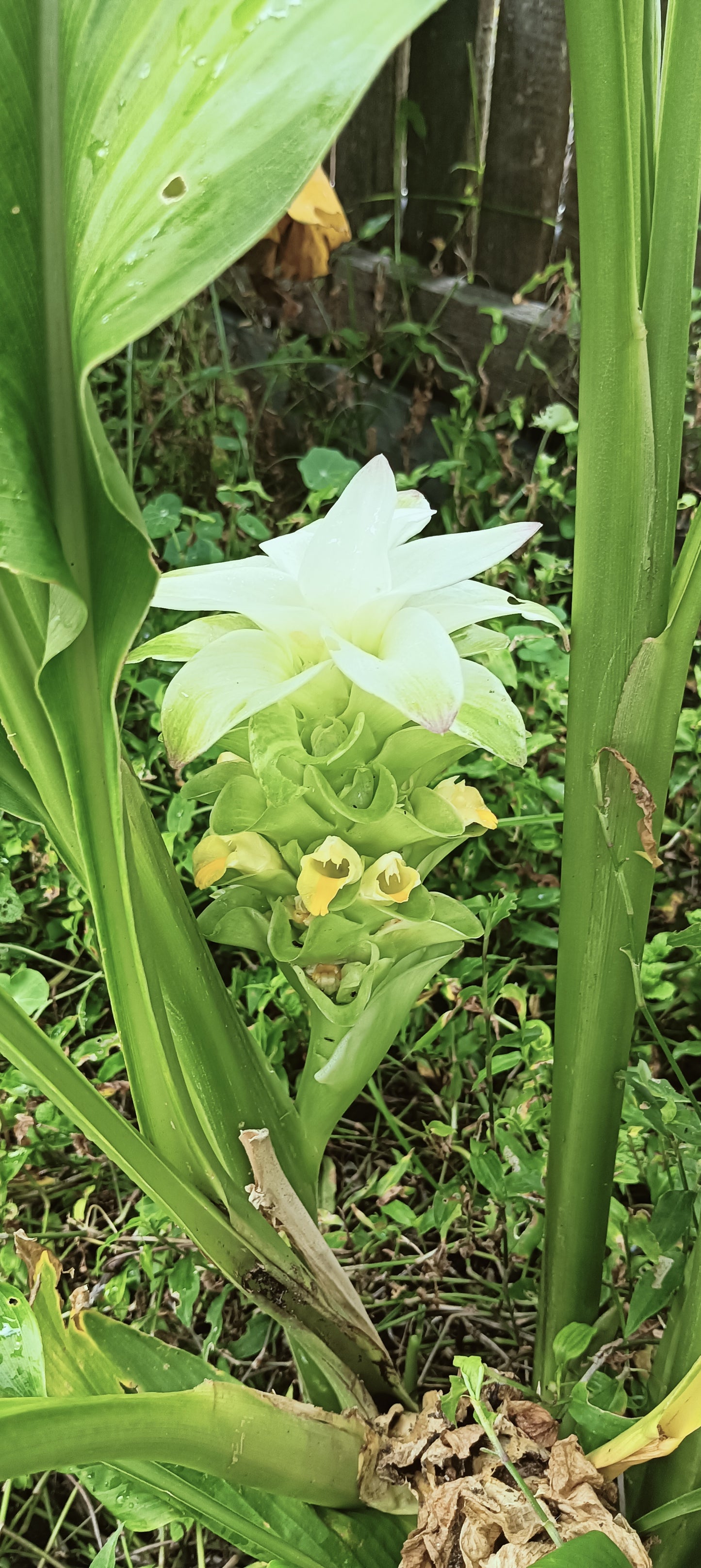 Tumeric x 3 Rhizomes
