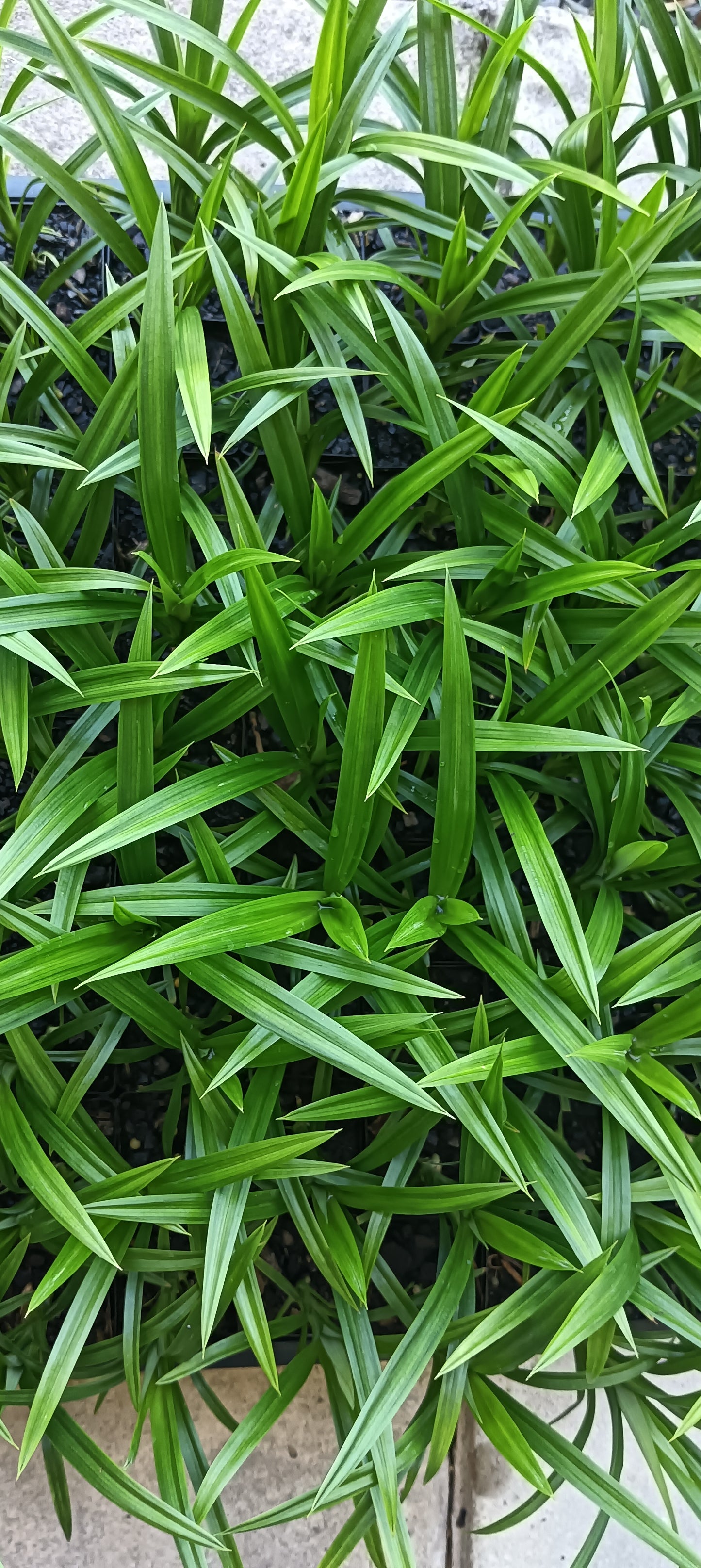 Pandan