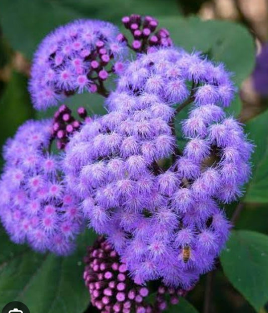 Mexican Mist Flower - Bartlettina sordida