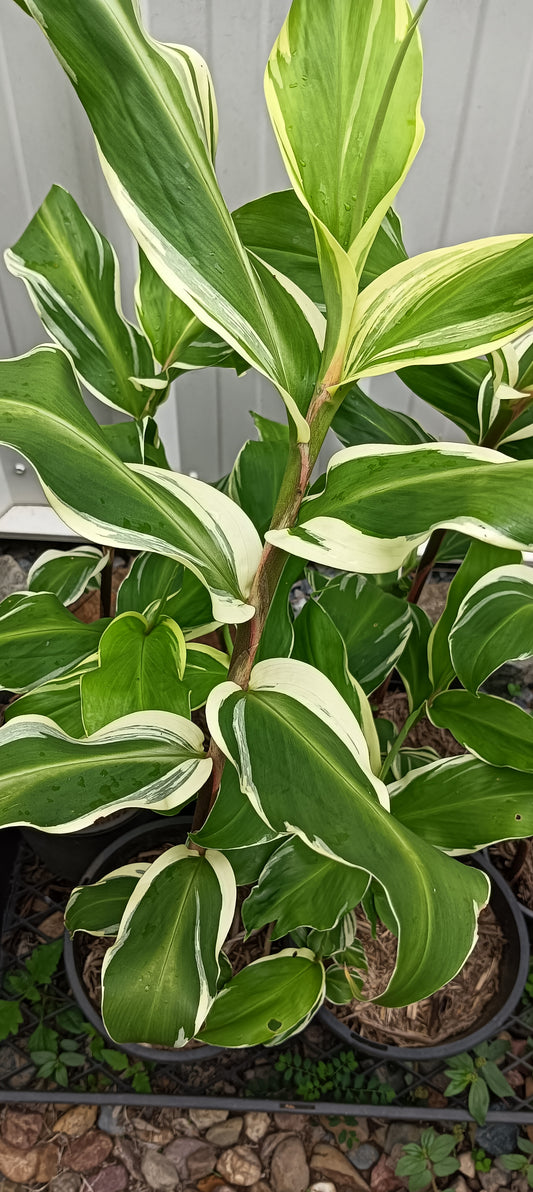 Zingiber zerumbet Darcyi Variegated Shampoo Ginger