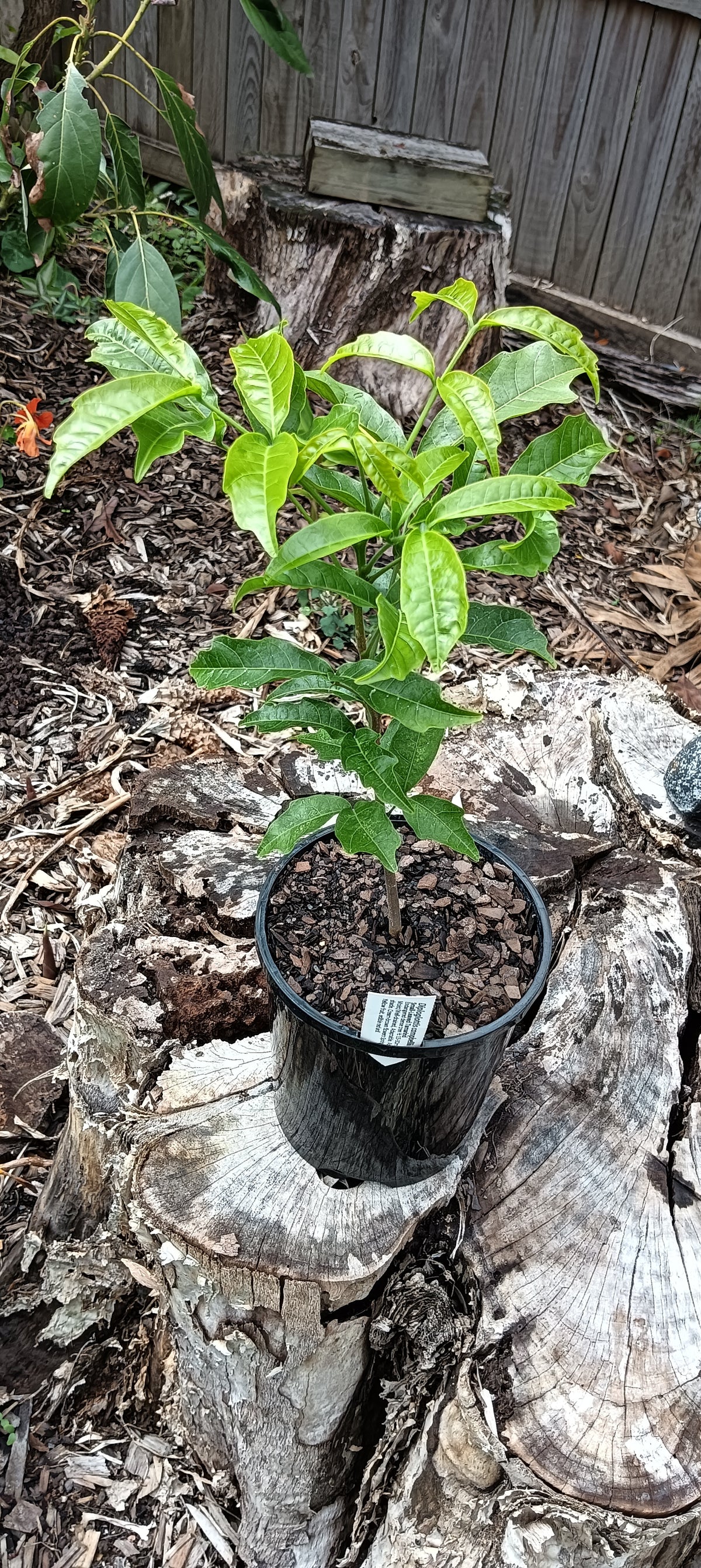 Native Tamarind "Diploglottis campbellii"