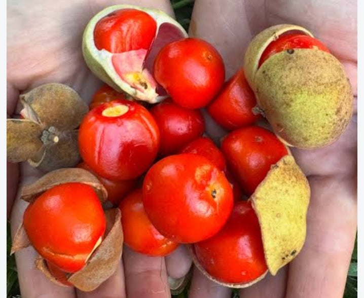 Native Tamarind "Diploglottis campbellii"