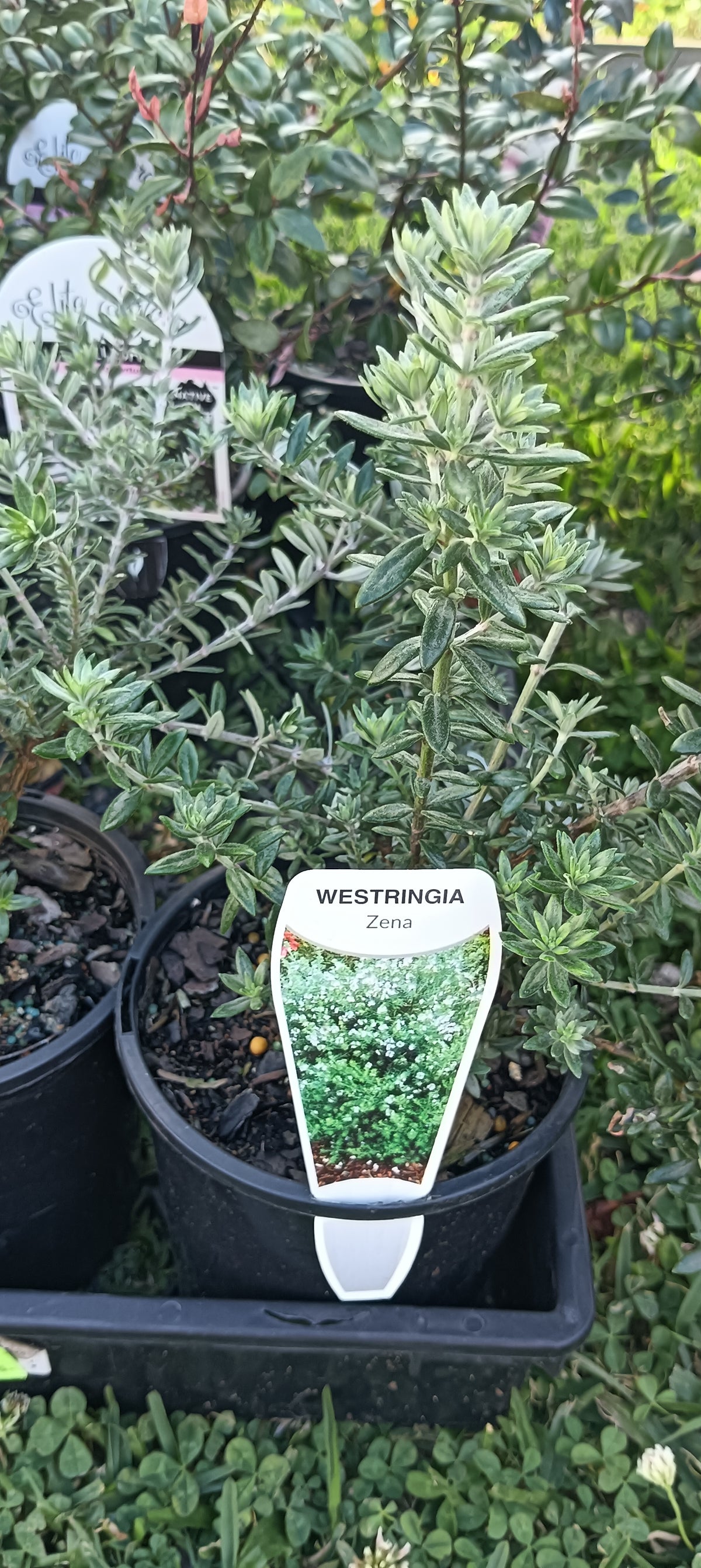 Westringia "Zena"