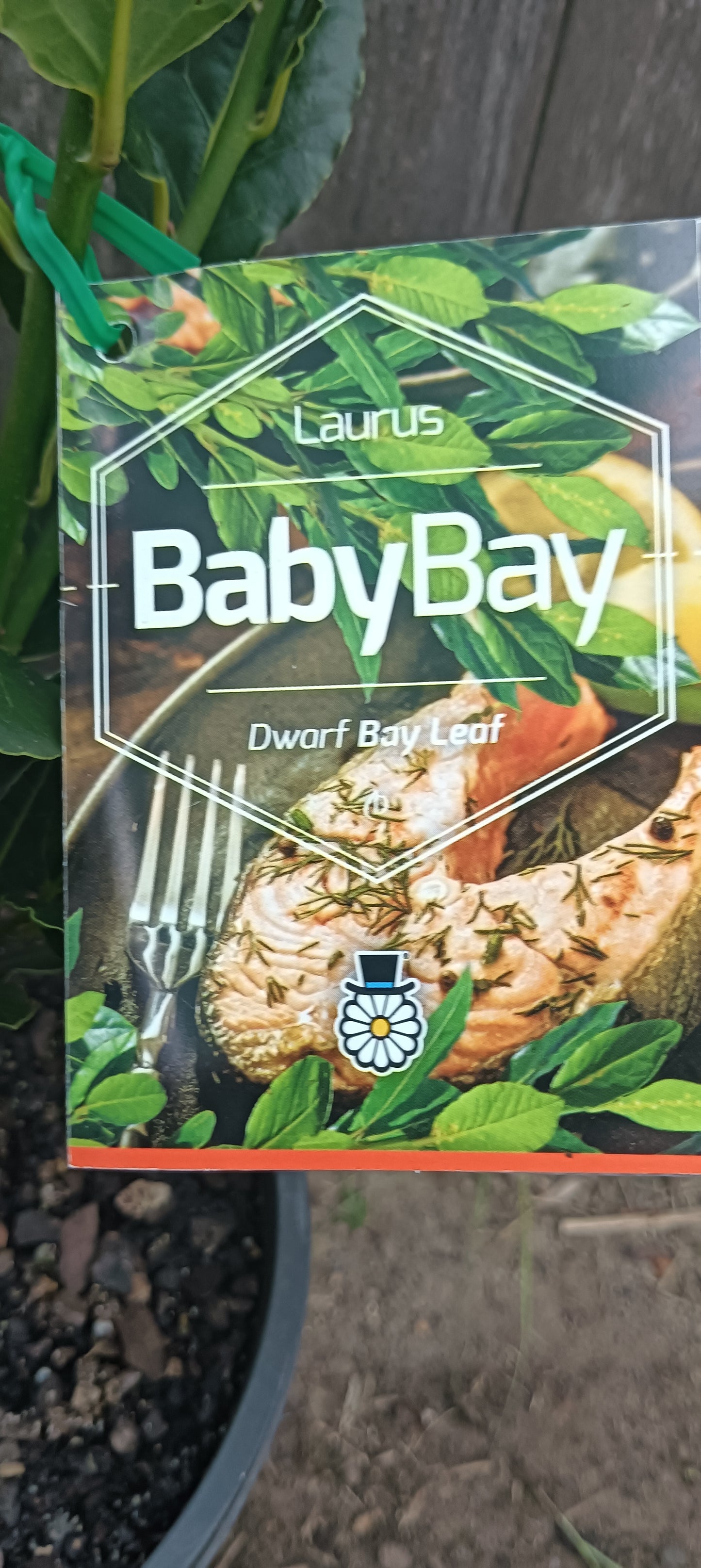 Bay Tree Dwarf "Baby Bay"