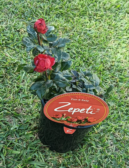Rose Zepeti Meibenbino