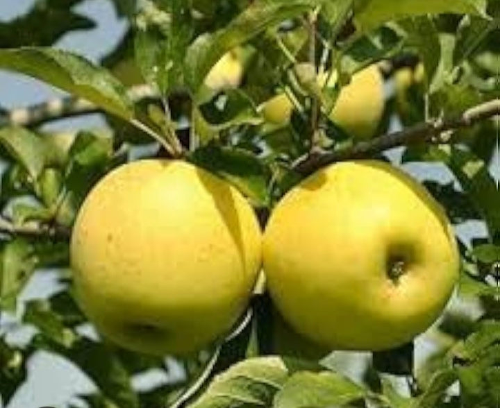 Apple Dwarf Golden Dorsett