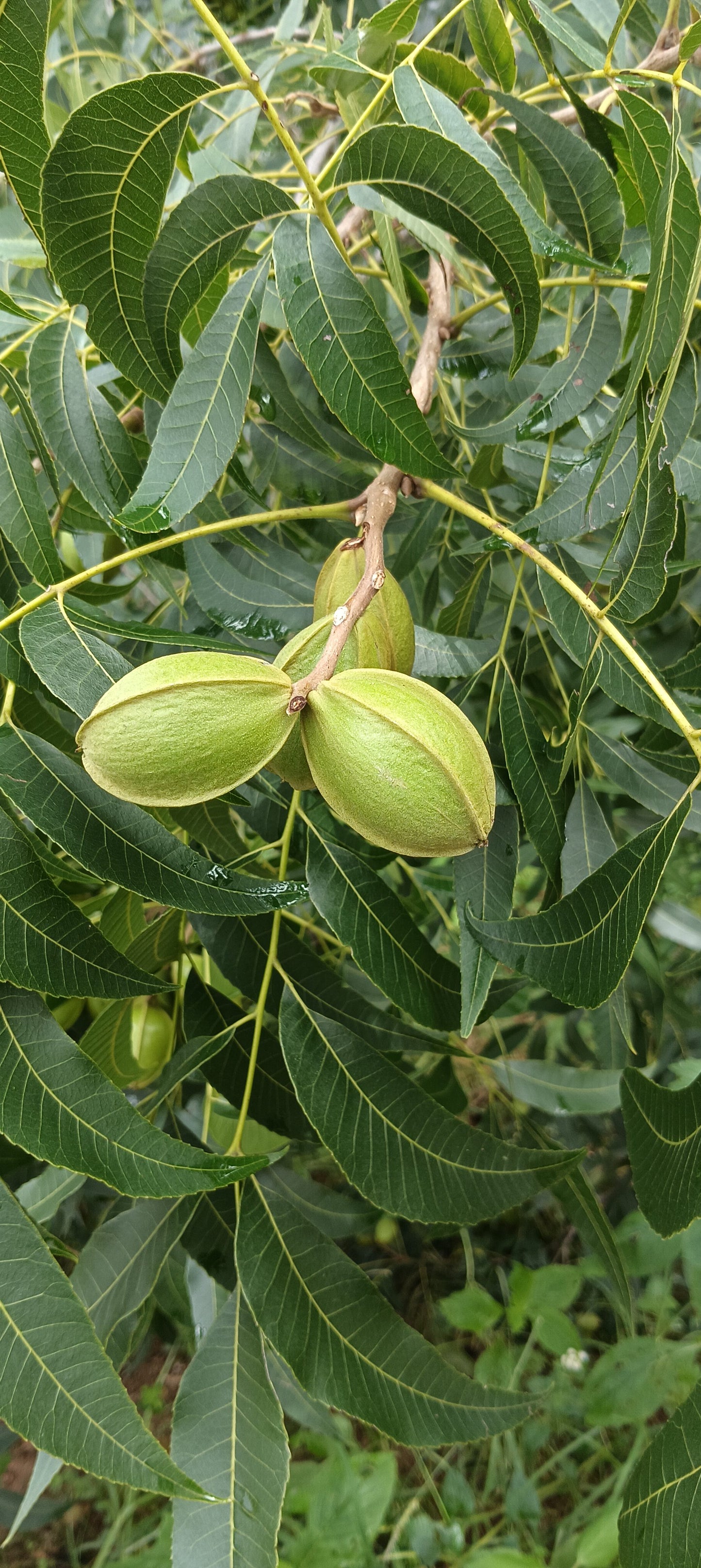 Pecan Tree - Carya Illinoinensis