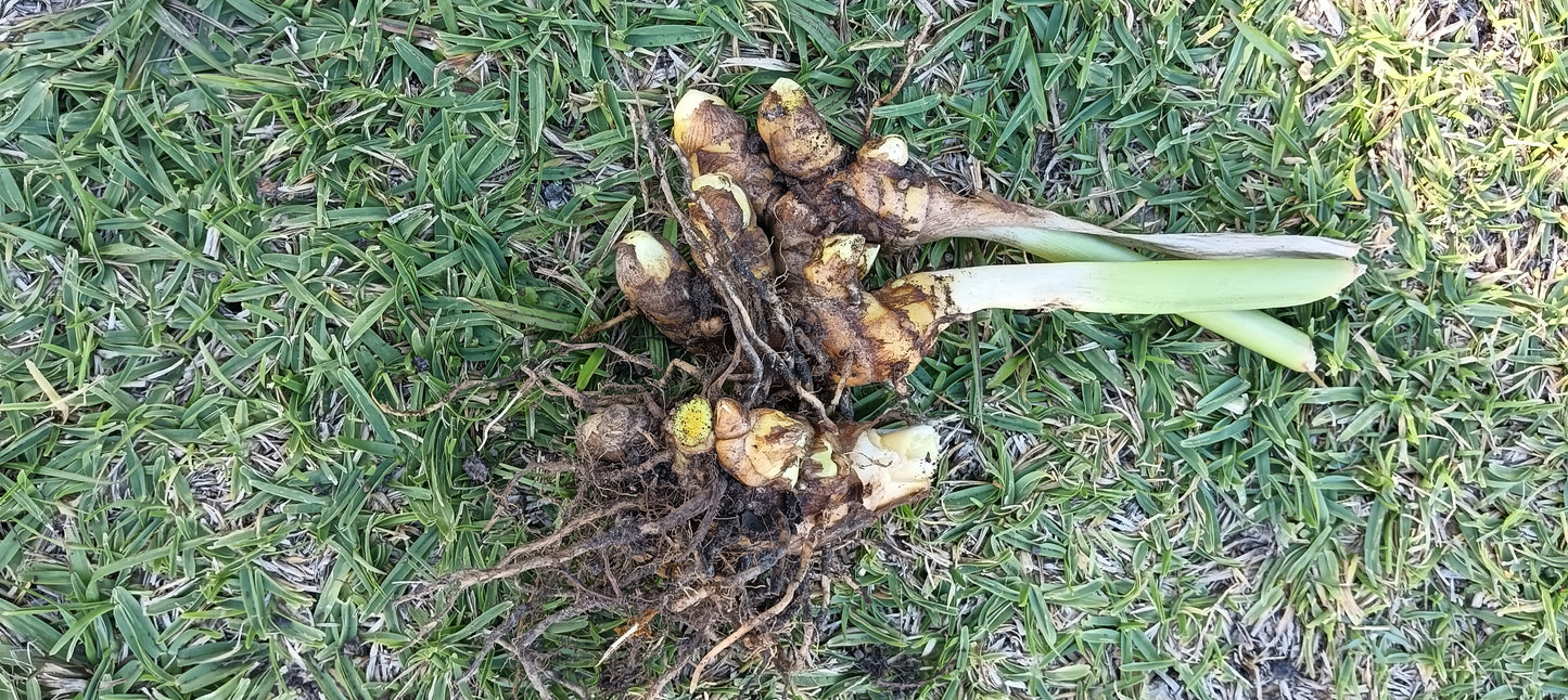 Tumeric x 3 Rhizomes