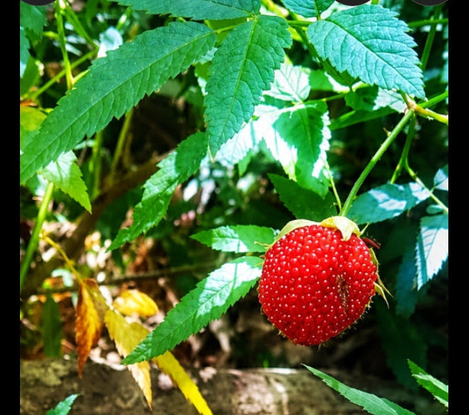 Atherton Raspberry - Rubus parvifolius