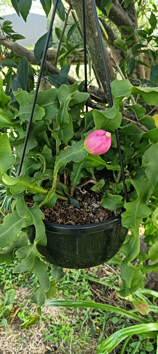Curly Sue Cactus - Epiphyllum