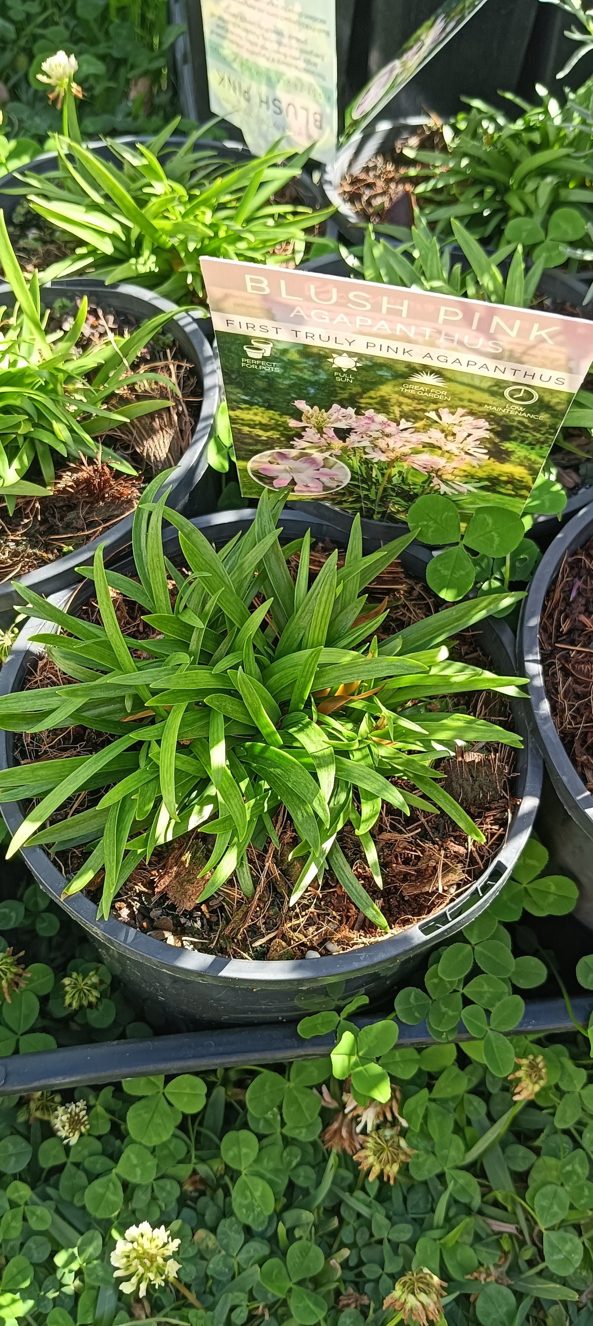 Agapanthus " Blush Pink"
