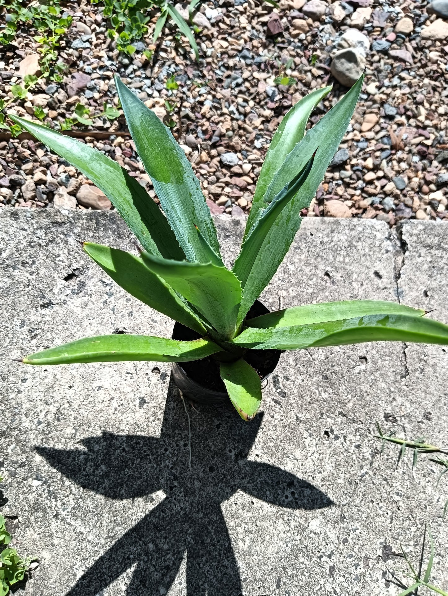 Agave americana