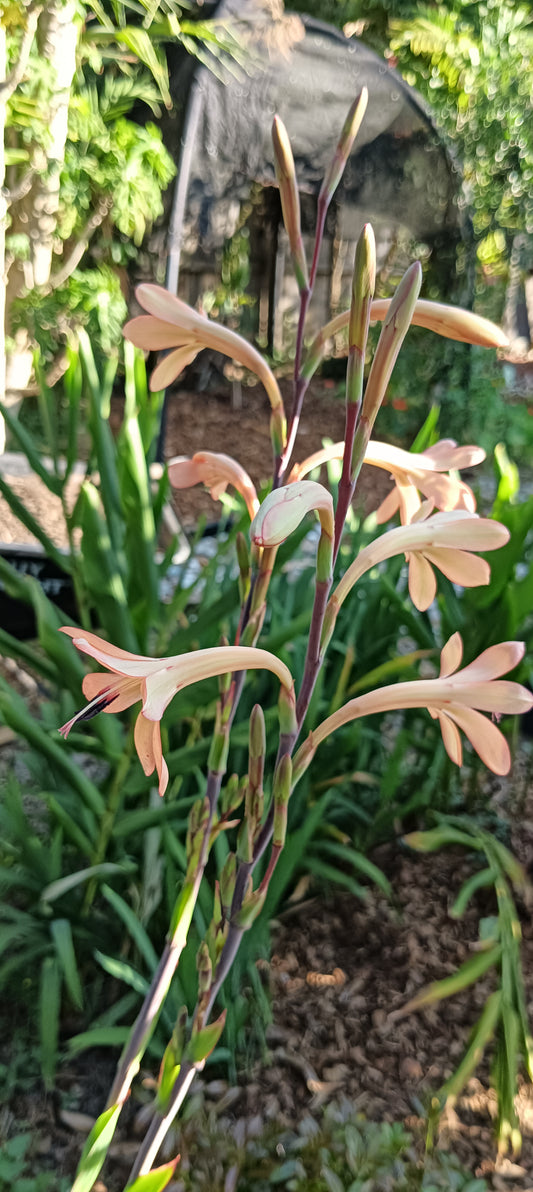 Watsonia Bulb