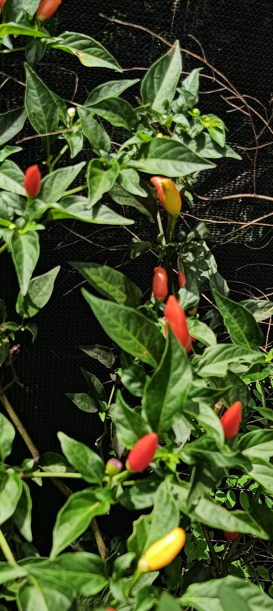 Rainbow Chilli Seeds