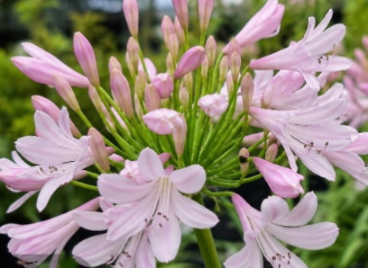 Agapanthus " Blush Pink"