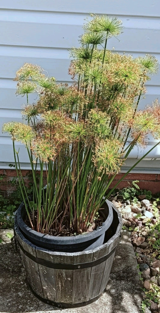 Papyrus Dwarf - Cyperus prolifera