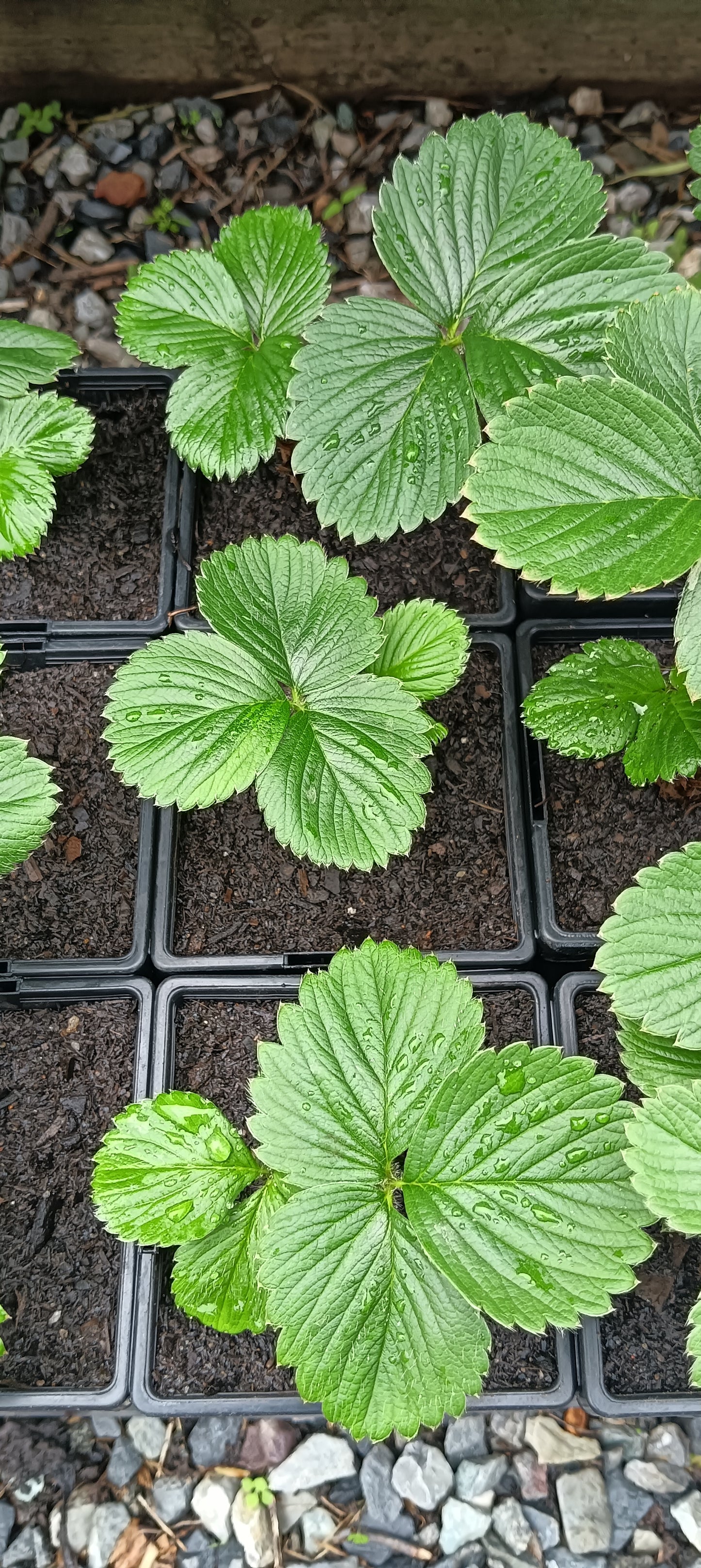 Strawberry Plants "Adina" Potted Plant