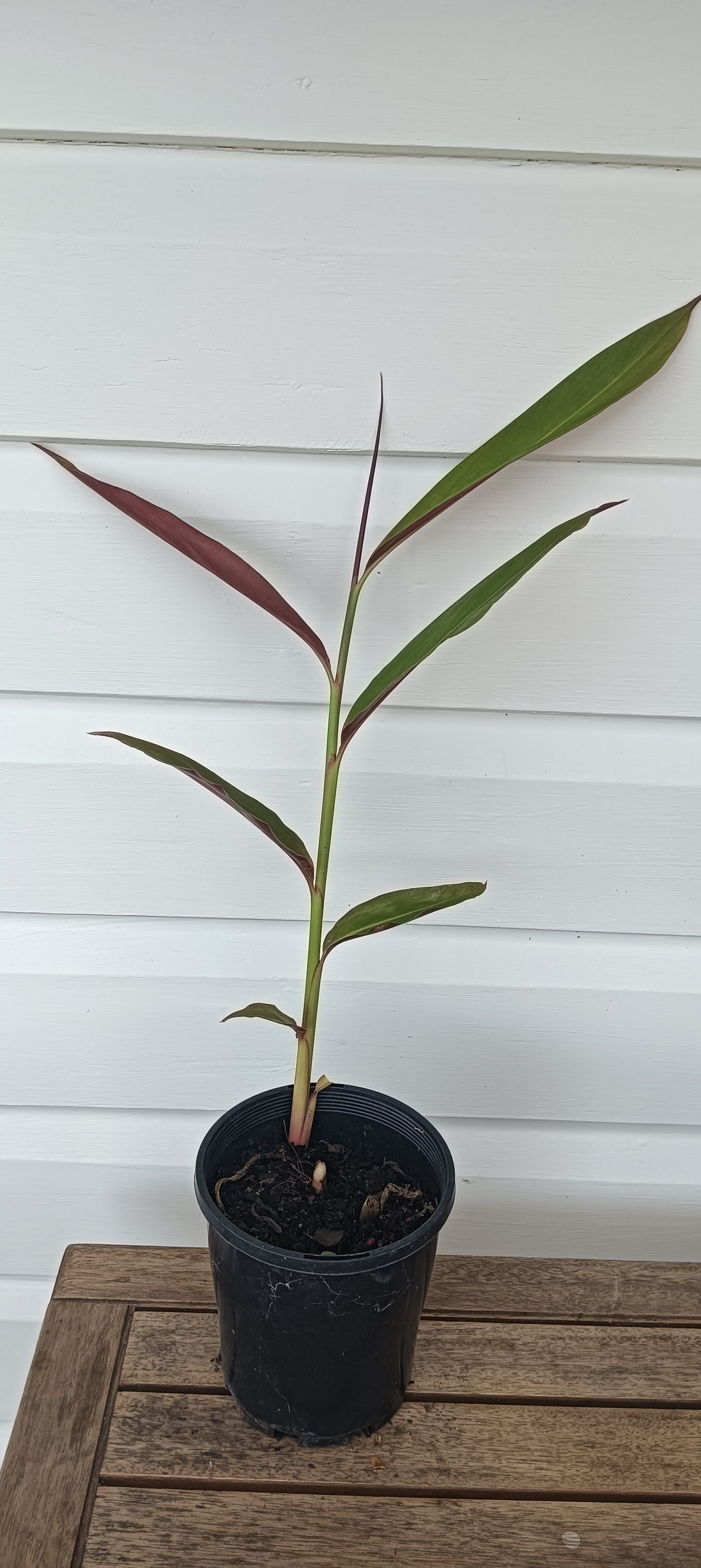 Red Back Ginger - Alpinia caerulea
