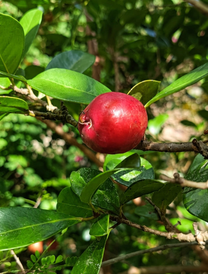 Strawberry Guava
