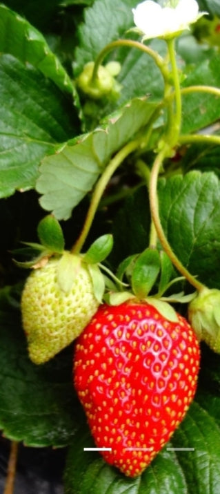 Strawberry Plants "10 x Bare Rooted Variety Plant Pack"