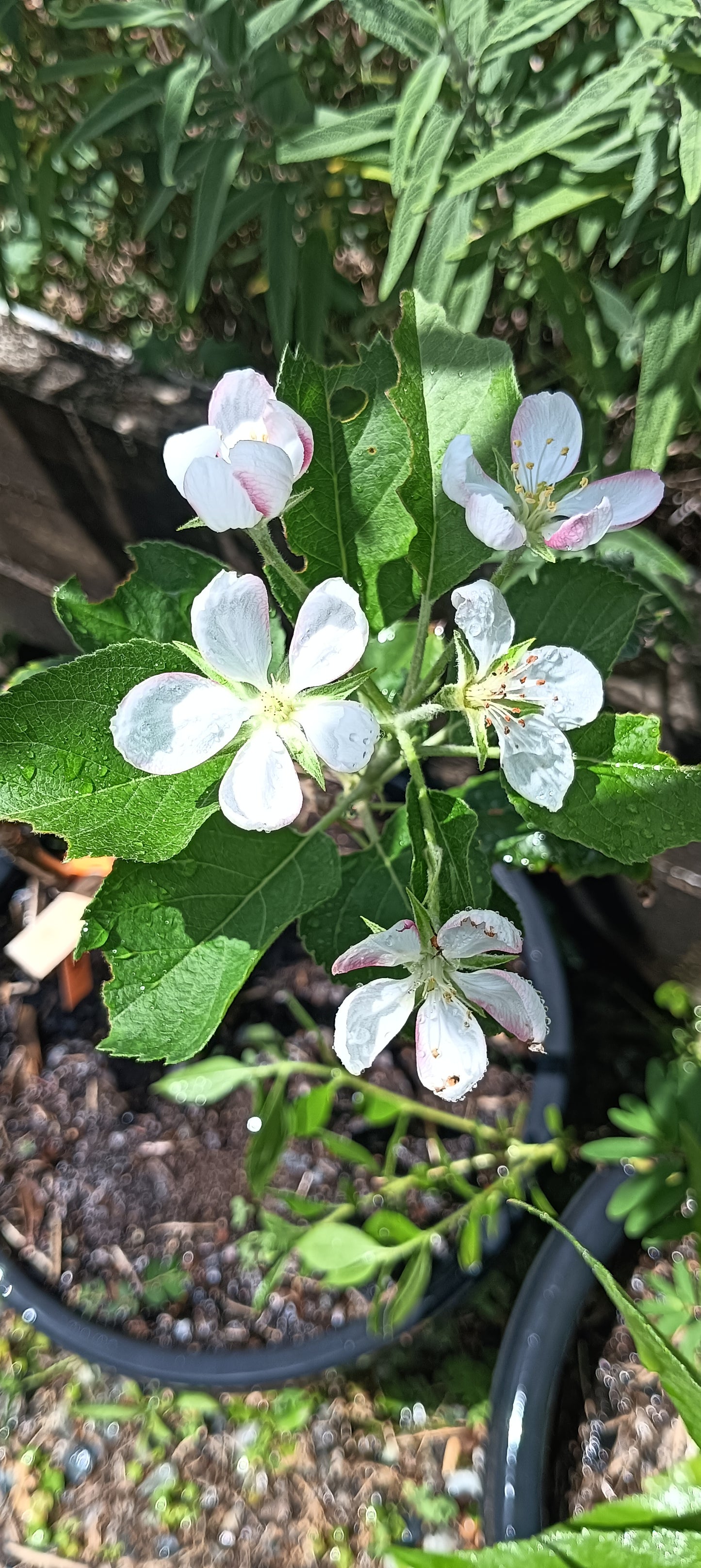 Cripps Pink Dwarf Apple