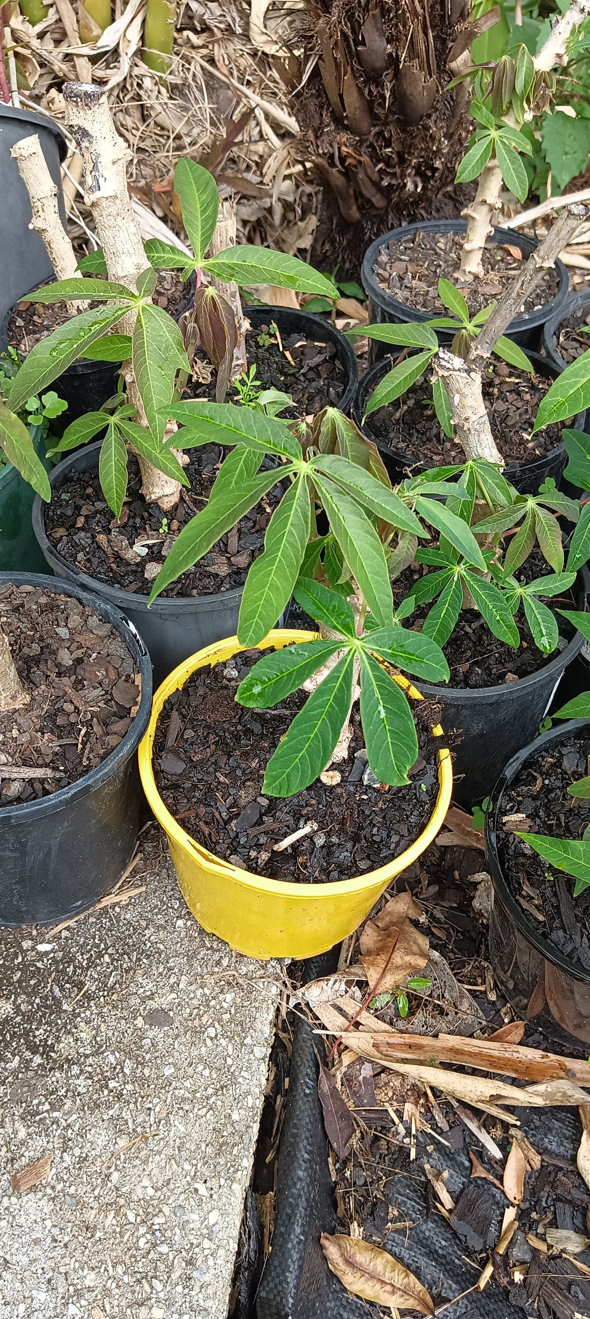 Cassava "Manihot esculenta"