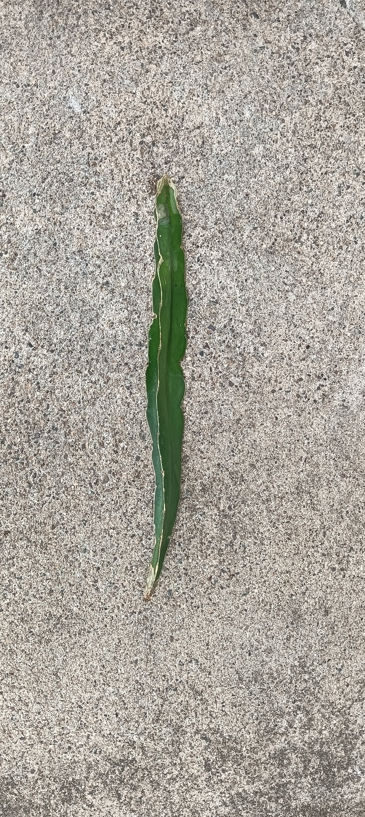 Dragon Fruit- White Flesh