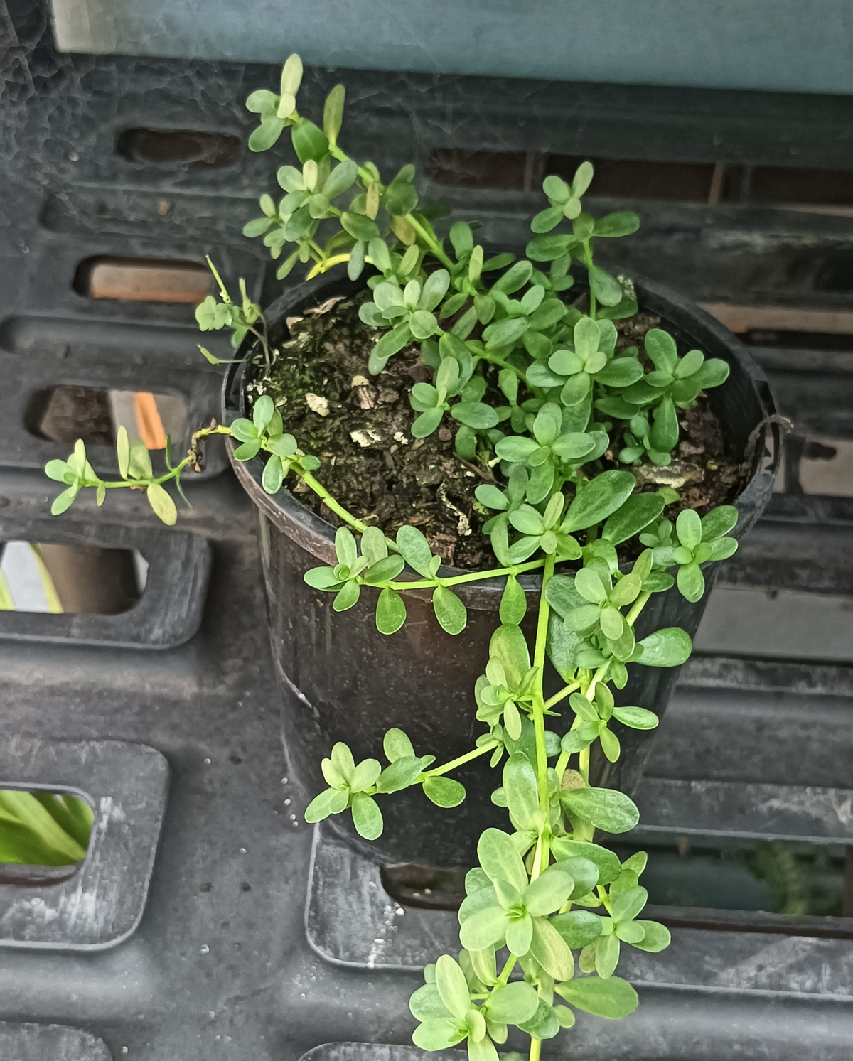 Brahmi Memory Herb