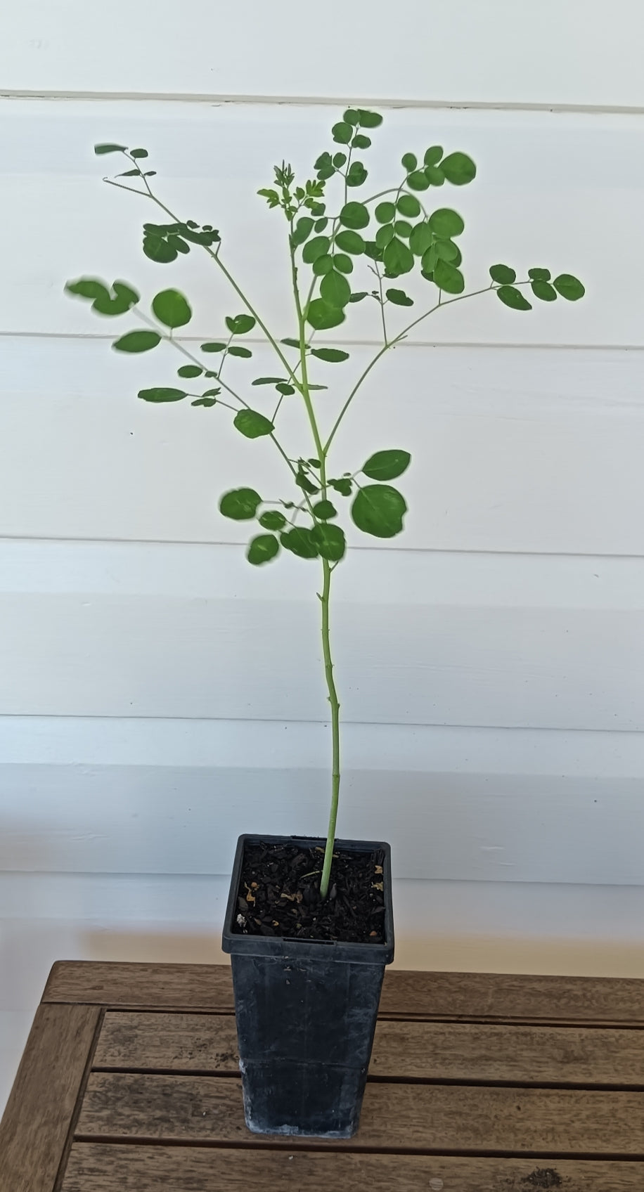 Moringa Plant- Drumstick Tree