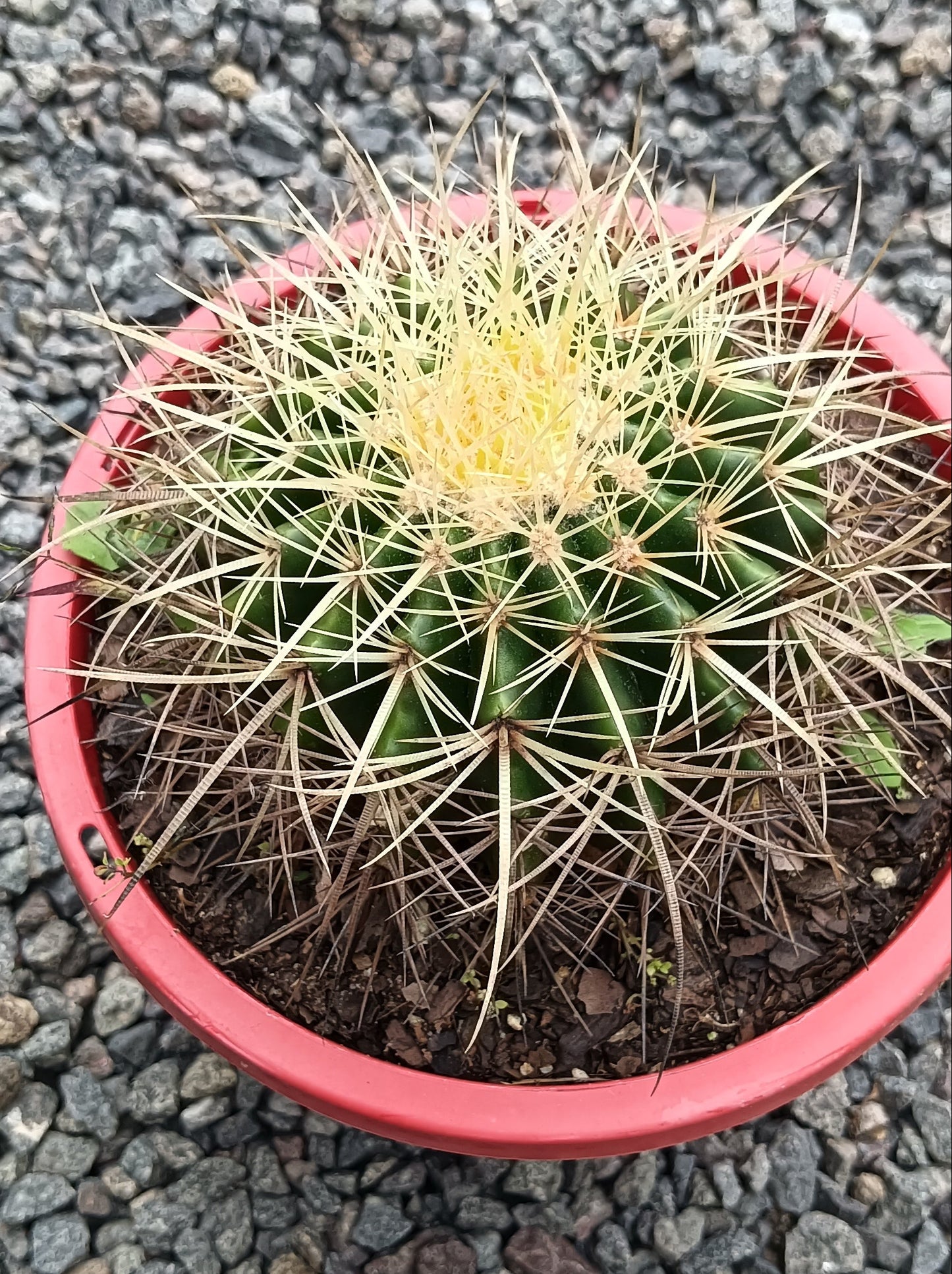 Golden Barrel Cactus