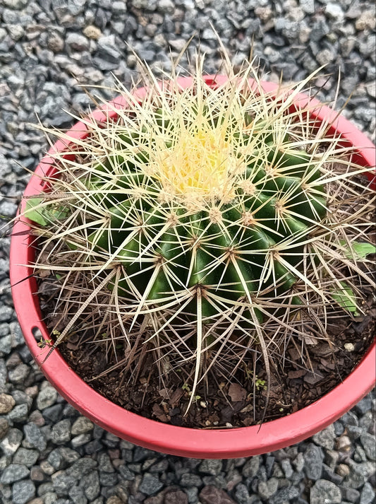 Golden Barrel Cactus