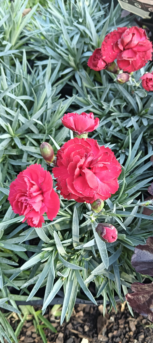 Dianthus "Rebekah"