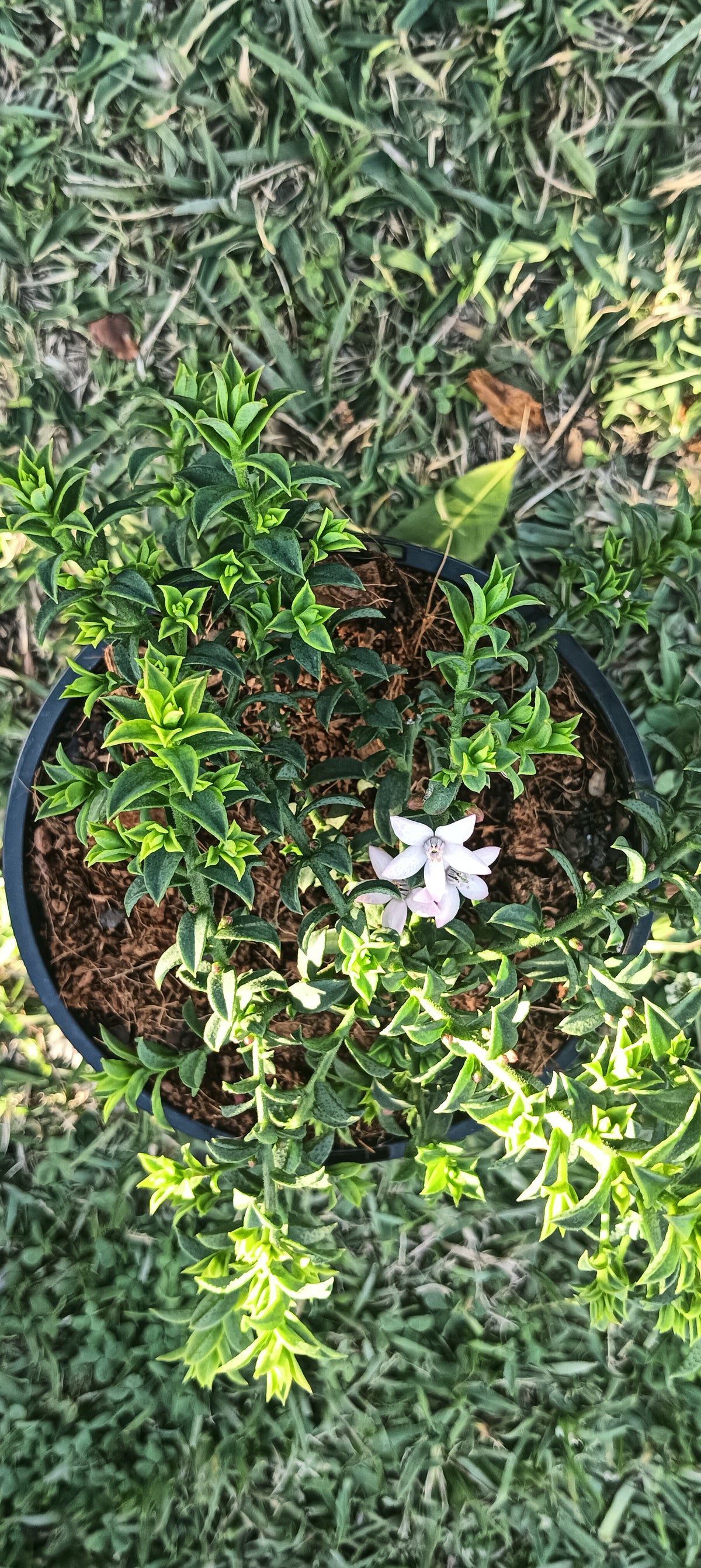 Philotheca buxifolius "Cascade of Stars" Wax Flower