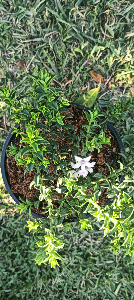 Philotheca buxifolius "Cascade of Stars" Wax Flower