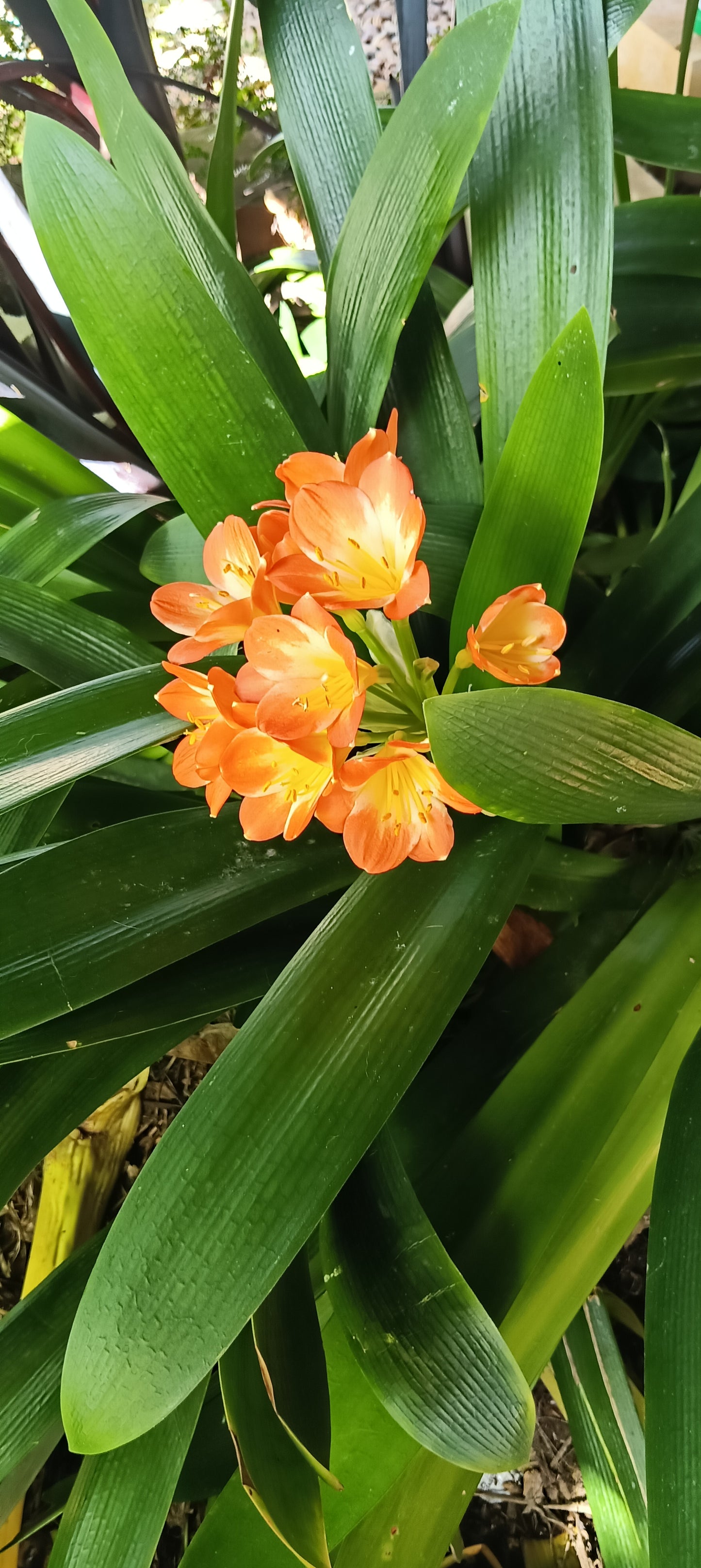 Clivia - Orange Flowered