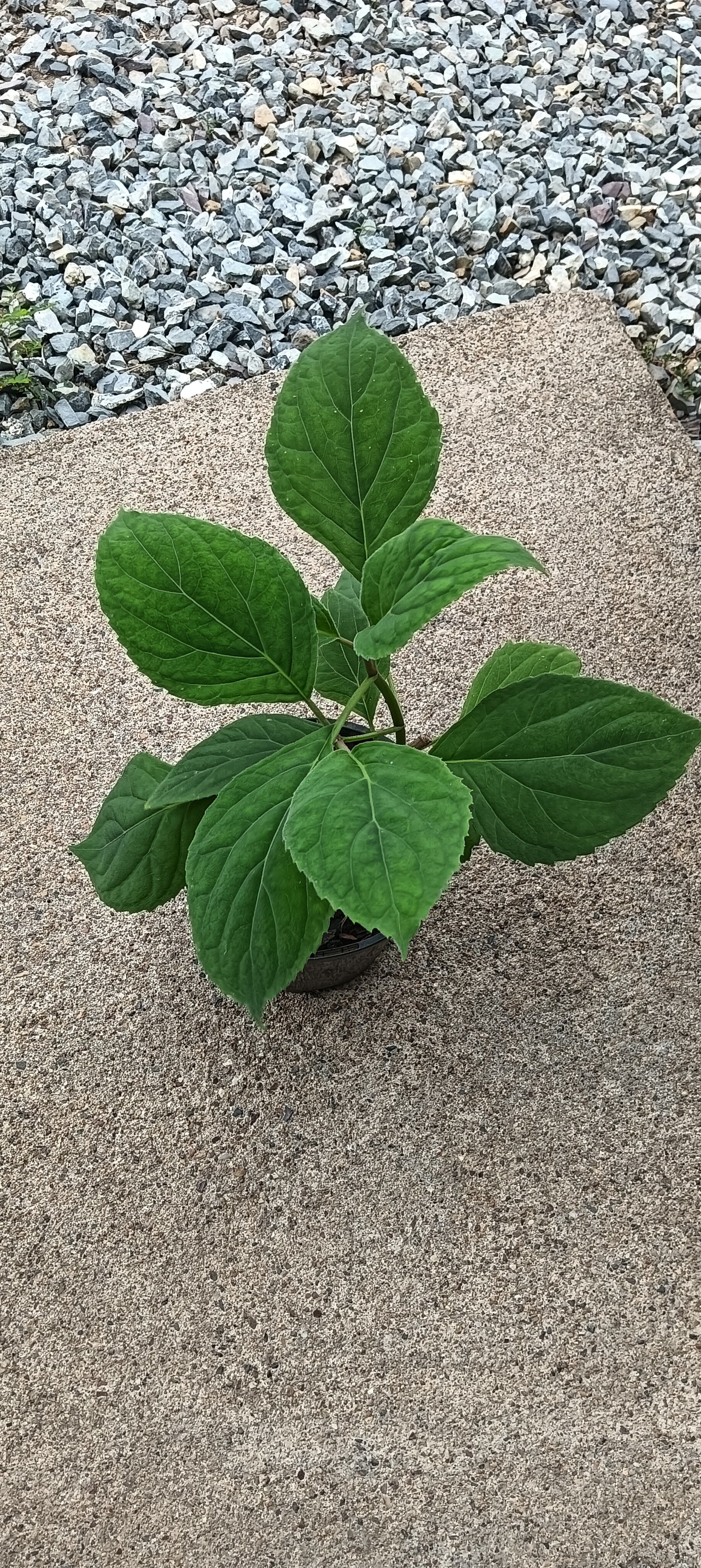 Mexican Mist Flower - Bartlettina sordida