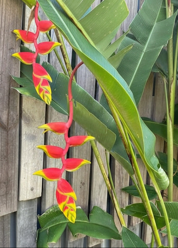 Heliconia Lobster Plant "Heliconia rostrata"