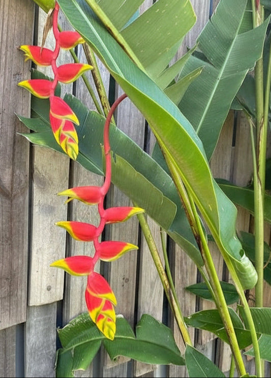 Heliconia Lobster Plant "Heliconia rostrata"