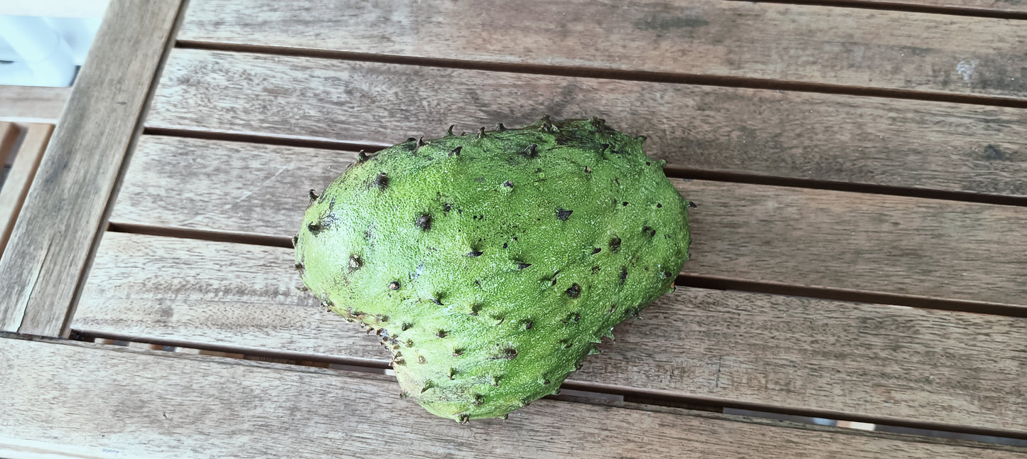 Soursop Plant