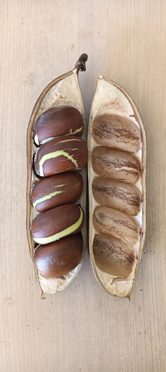 Black Bean Plant - Castanospermum australe