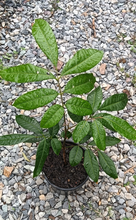 Longan Seedling