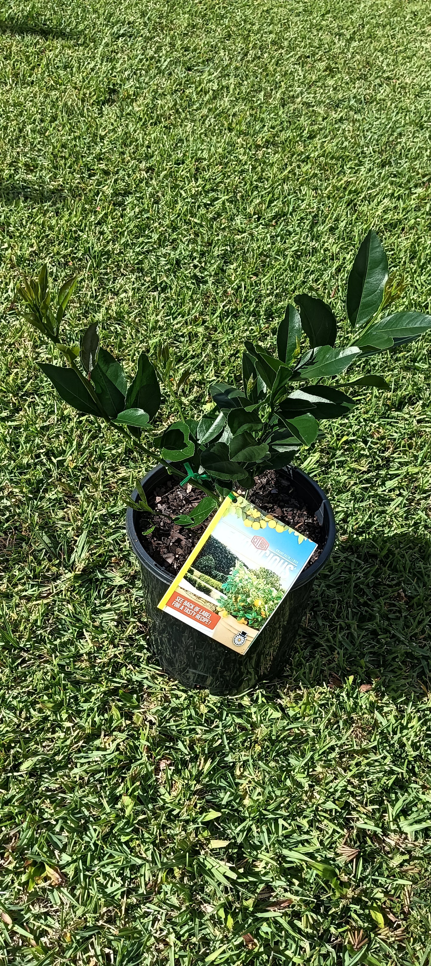 Lemonicious Dwarf Lemon