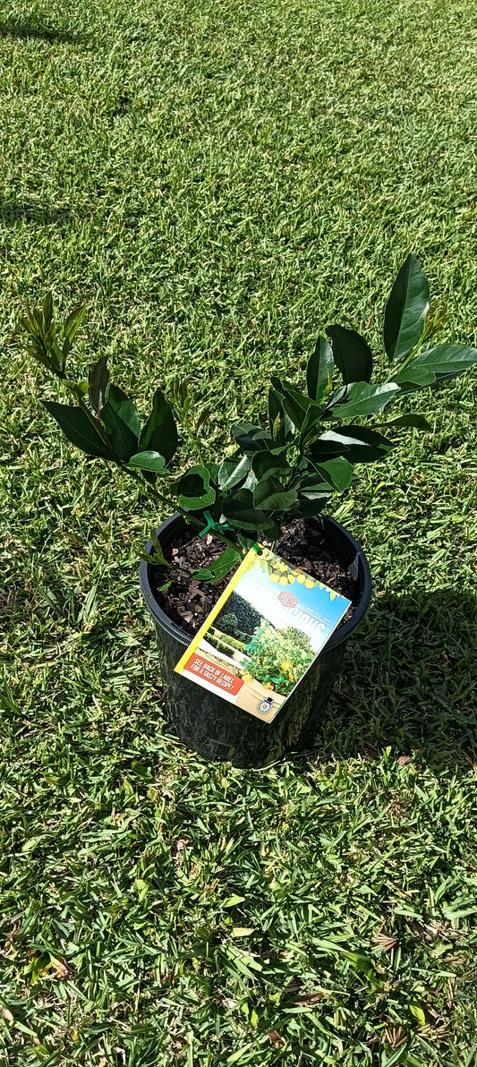 Lemonicious Dwarf Lemon