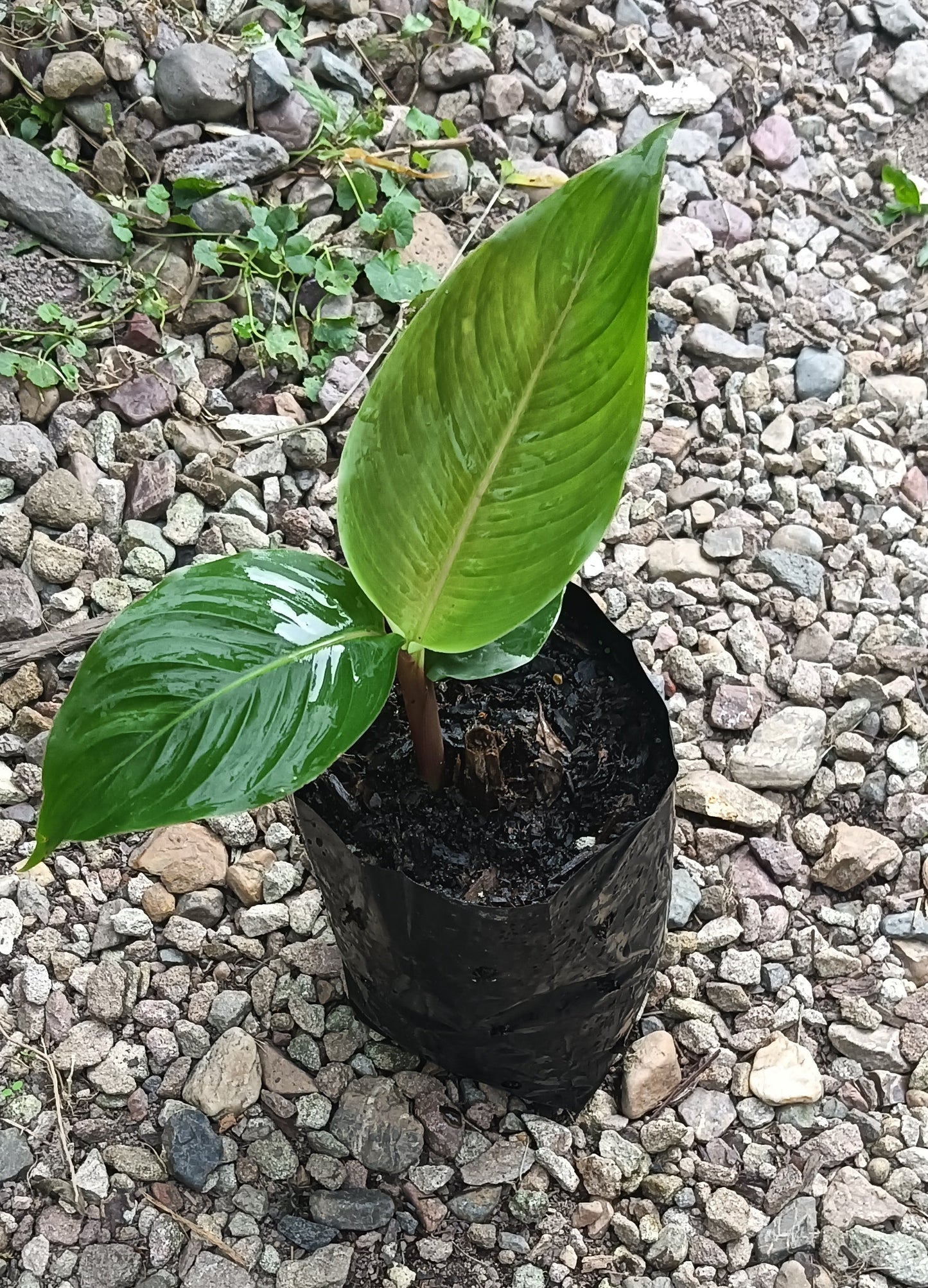 Heliconia Lobster Plant "Heliconia rostrata"