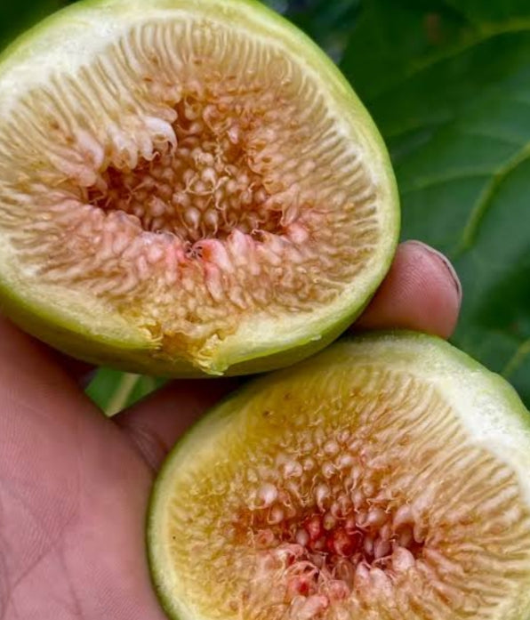 Deanne Fig Plant