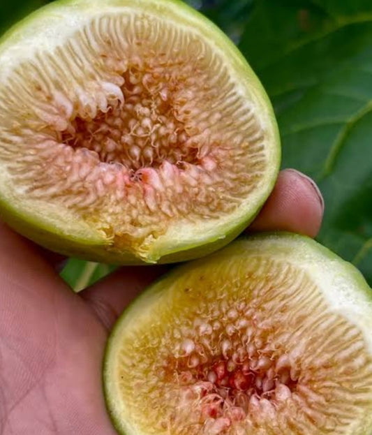 Deanne Fig Plant